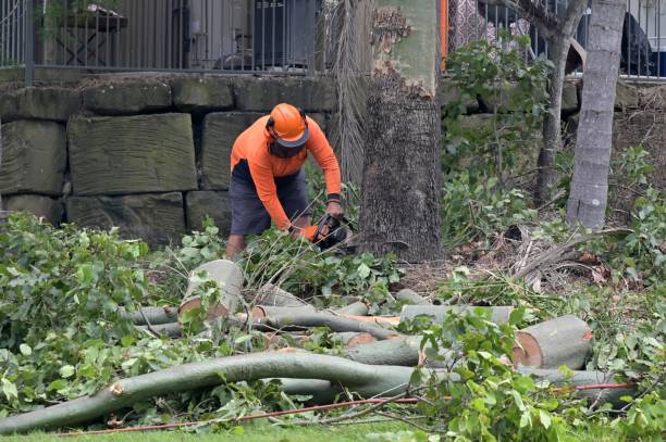 Best Commercial Tree Services  in Chester, SC